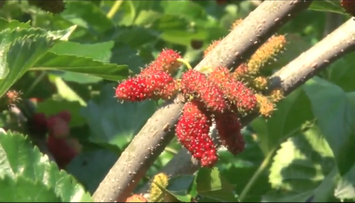 老農(nóng)告訴你桑椹復(fù)合肥如何施用才能高產(chǎn)高收！！