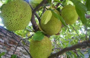 菠蘿蜜施復(fù)合肥時間和菠蘿蜜不開花的原因及解決措施大揭秘??！